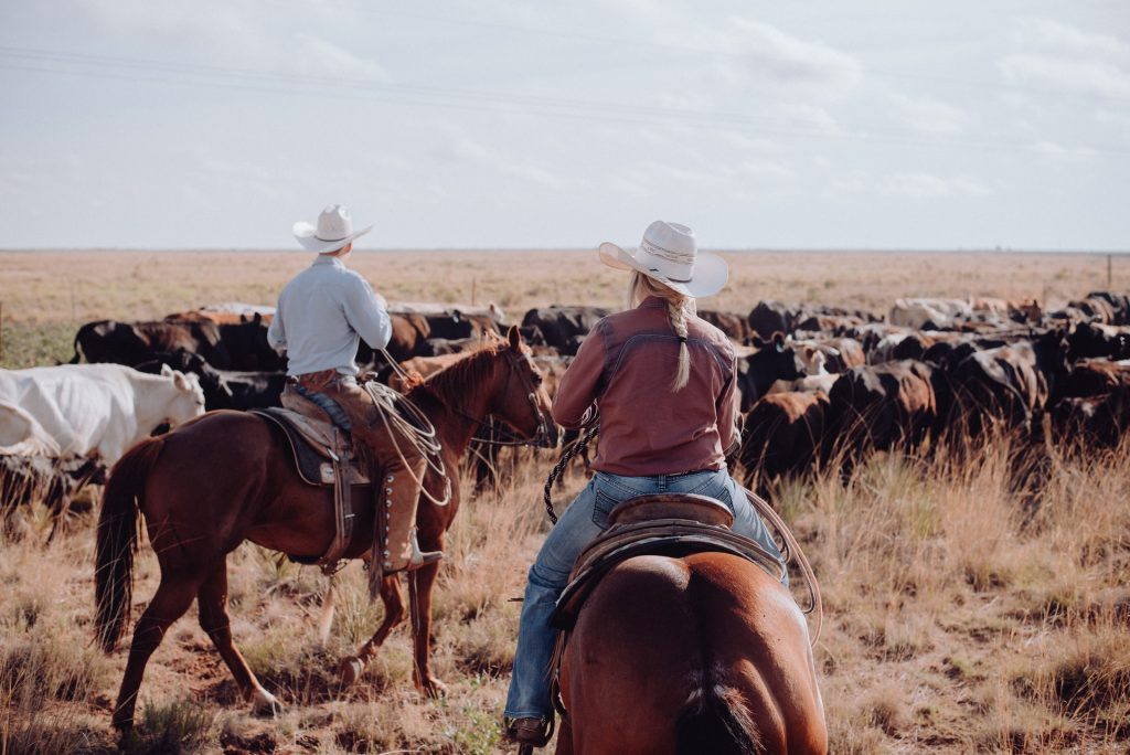 Ranchers with cattle in dry pasture